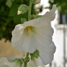 MALVA REAL MIX