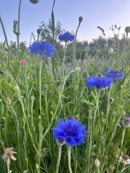 Aciano (Centaurea)