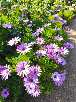 MARGARITA AFRICANA