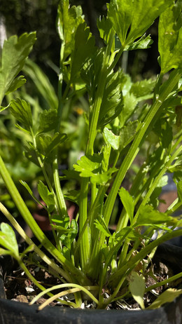 Apio de Hoja