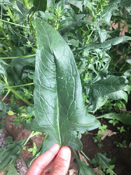 ESPINACA ORGÁNICA