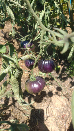 Tomate Black Beauty