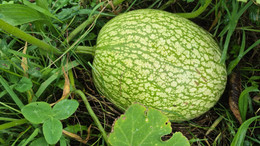 Alcayota