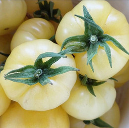 Tomate Cherry Morrón Blanco