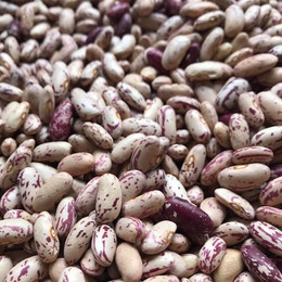 Poroto Hallado Antiguo