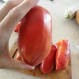 Tomate Cuerno De Los Andes
