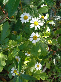 Artemisa
