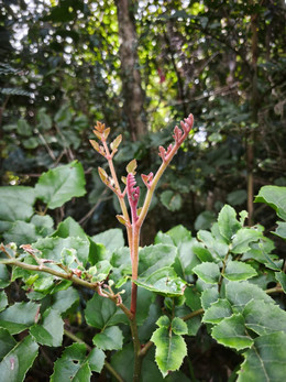 Avellana Chilena