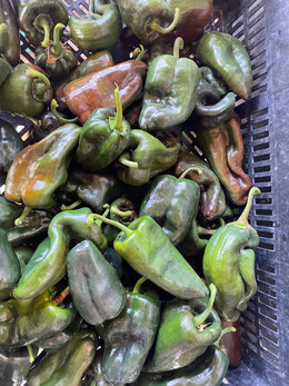 CHILE POBLANO