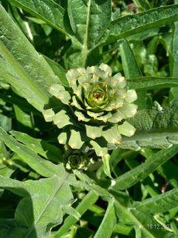 Alcachofa