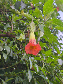 Floripondio