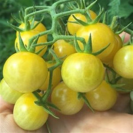 Tomate Cherry Amarillo