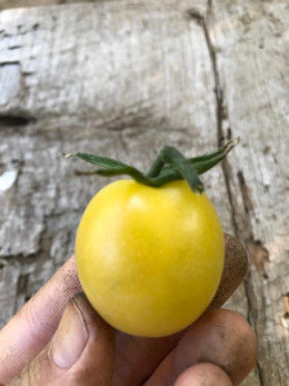 Tomate Bolita Blanca