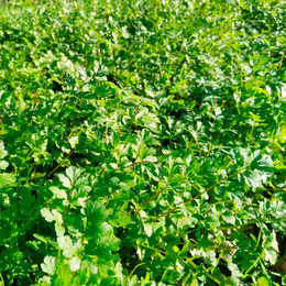 Cilantro Antiguo