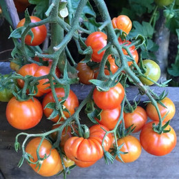 Tomate Cherry Santorini