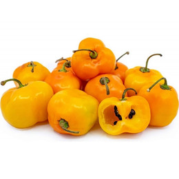 AJI ROCOTO AMARILLO