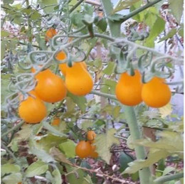 Tomate Cherry Amarillo Perita