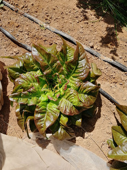 LECHUGA LENGUA DE CIERVO ROJA