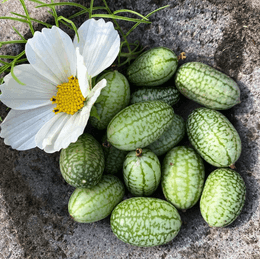 Cucamelon