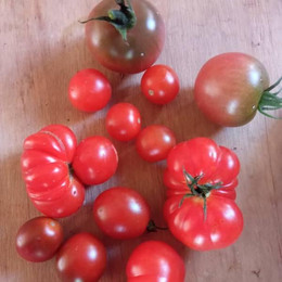 Tomate Cherry Mix