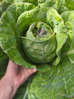 Repollo Perenne