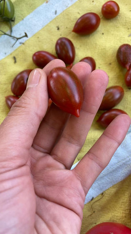 Tomate tamarindo multicolor 