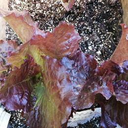 Lechuga Roble Roja