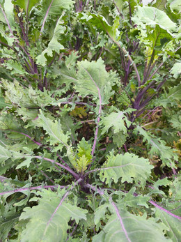 Kale Ruso Rojo