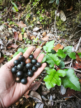 Avellana Chilena