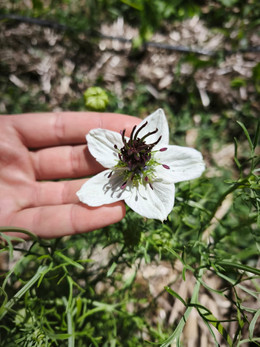 Nigella Blanca