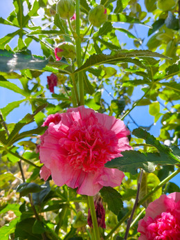 Malva Real Rosada Doble