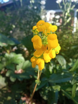 CALCEOLARIA ORGÁNICA