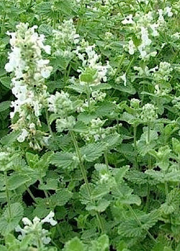HIERBA GATERA (NAPETA BLANCA)