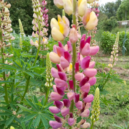 Lupino De Flor