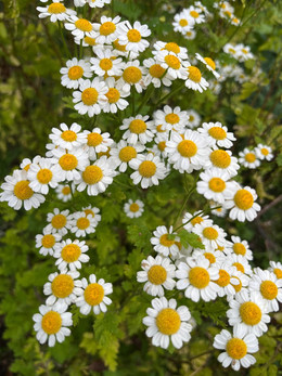 ARTEMISA ORGÁNICA
