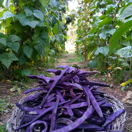 Poroto Riñón Vaina Morada