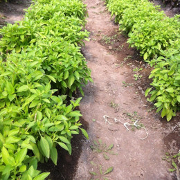 Albahaca Limona