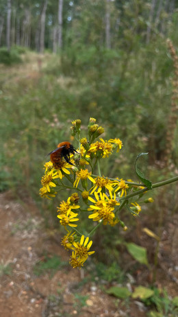 Trompetilla