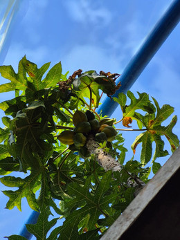 Papaya 