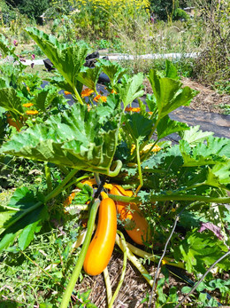 ZUCCHINI SOLARA
