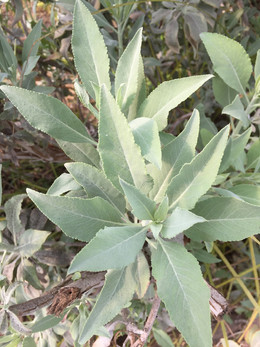 Salvia Blanca