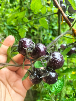 Tomate Cherry Arandano