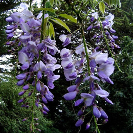 Flor de la Pluma