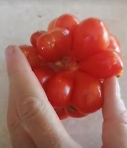 Tomate De Viaje