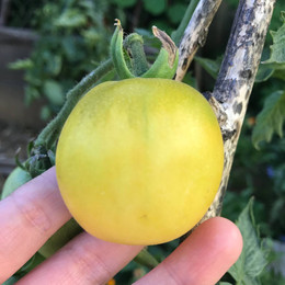 TOMATE PIEL DE DURAZNO ORGÁNICO