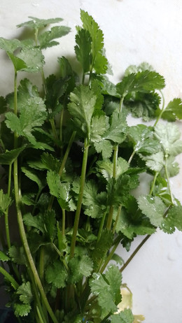 CILANTRO FINO ORGÁNICO