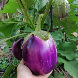 Berenjena Rosa Biancca