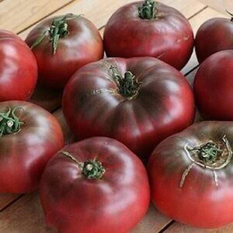 Tomate Cherokee