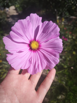 COSMOS ROSADO
