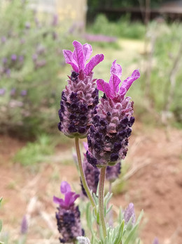 Lavanda Lila